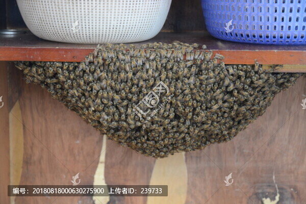 蜂群