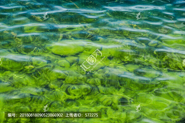 綠藻水草素材背景