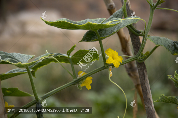 黃瓜開花