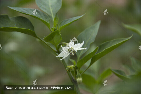 辣椒開花