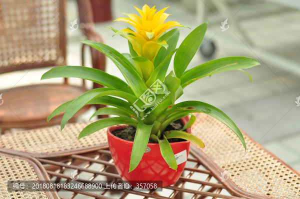 黃星鳳梨花鴻運(yùn)當(dāng)頭