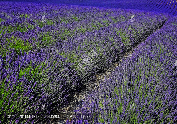 薰衣草