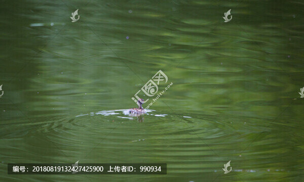 池塘