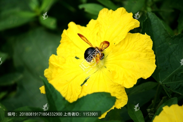 絲瓜花