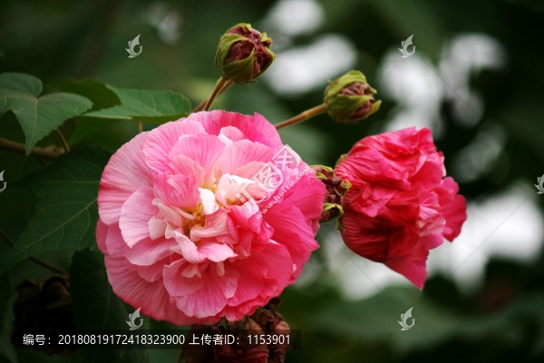 木棉花