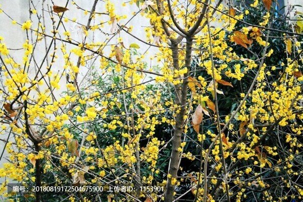 臘梅