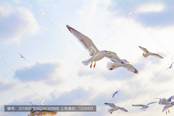 海鷗