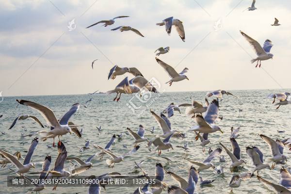 海鷗