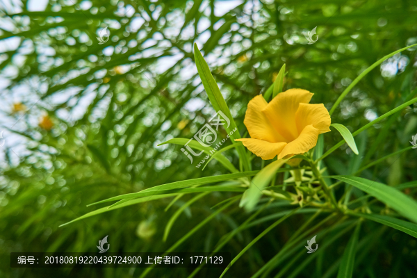 黃花夾竹桃