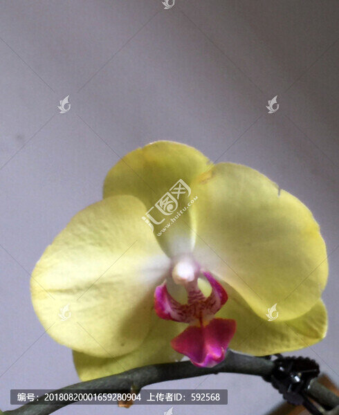 蝴蝶蘭