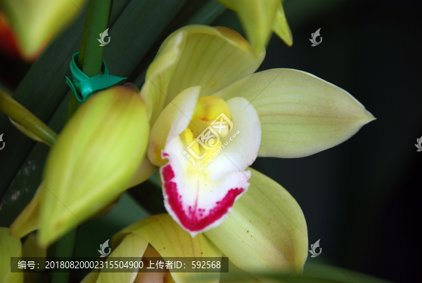 蝴蝶藍