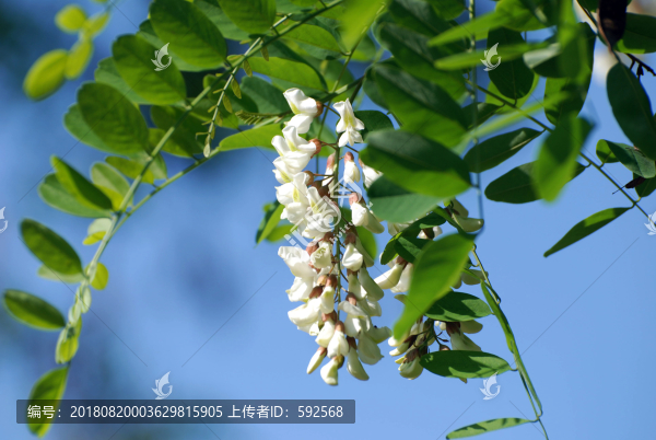 槐樹花