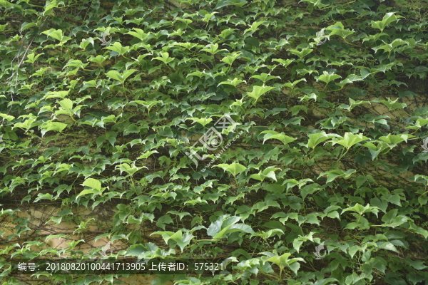 爬山虎植物背景墻
