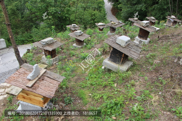 養(yǎng)蜂場