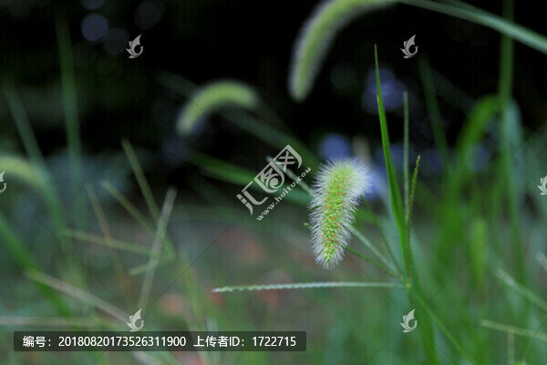 狼尾草