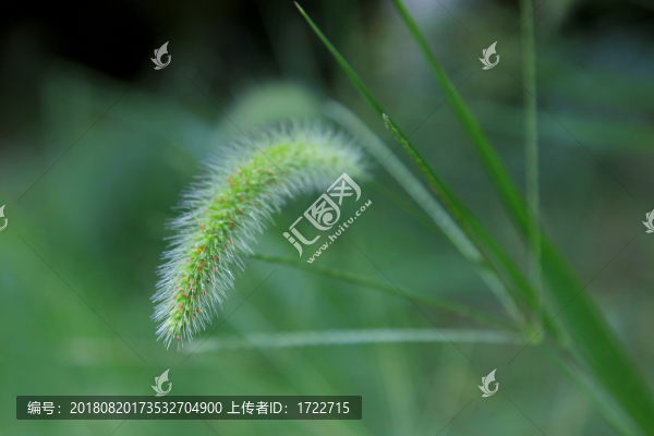 狼尾草