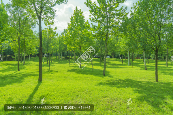 綠樹林綠草地