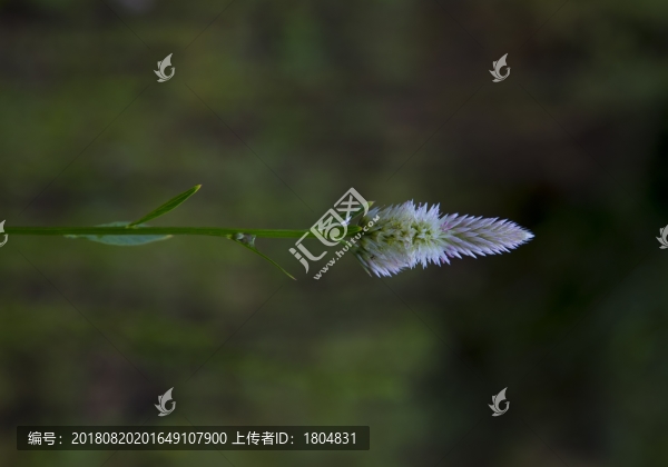 野花