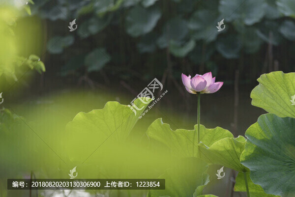 荷花