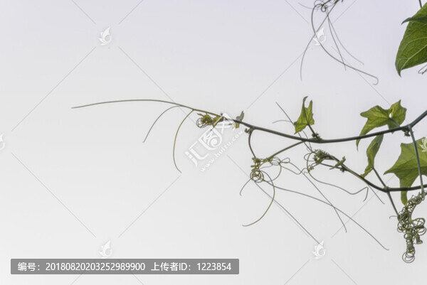 絲瓜藤