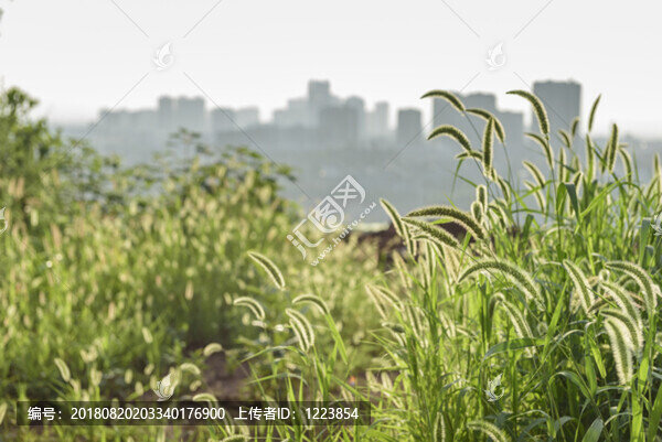 逆光狗尾巴草