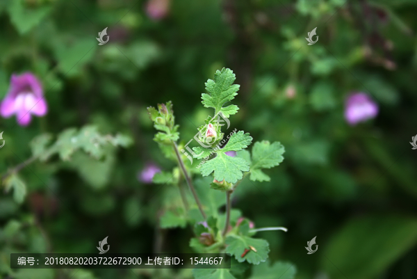 中藥植物松蒿
