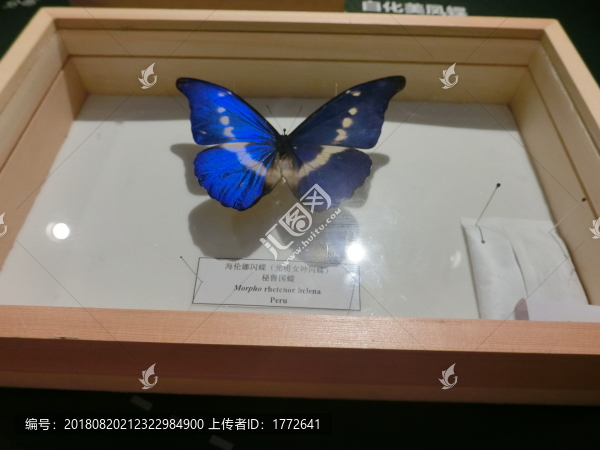 海倫娜閃蝶