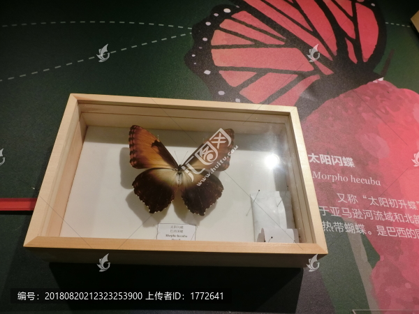 太陽閃蝶標(biāo)本