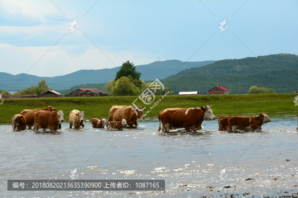 農(nóng)村老牛過河