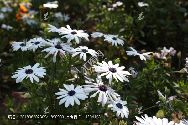 藍(lán)目菊
