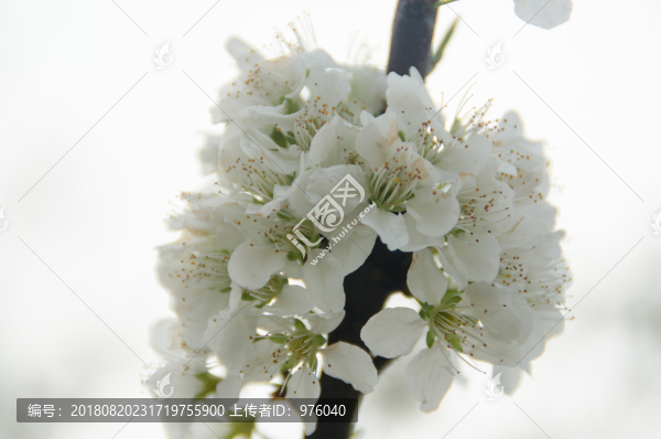 梨花