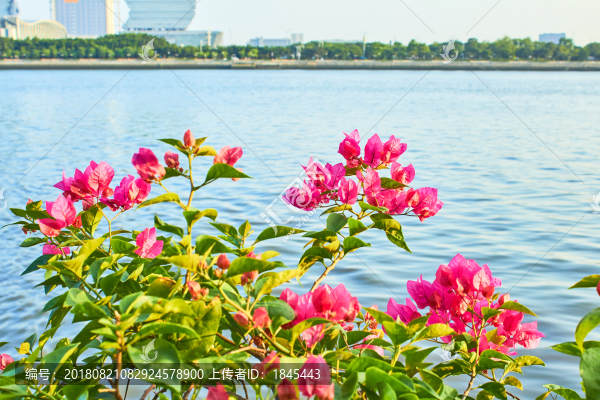 珠江美景