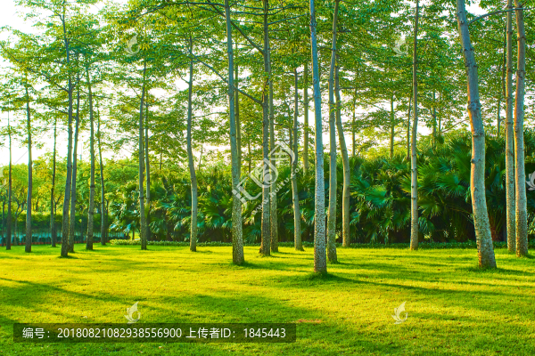 樹林