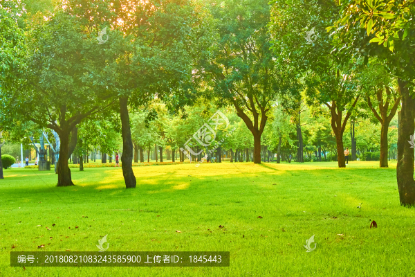 樹林