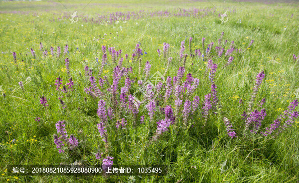 草原野花