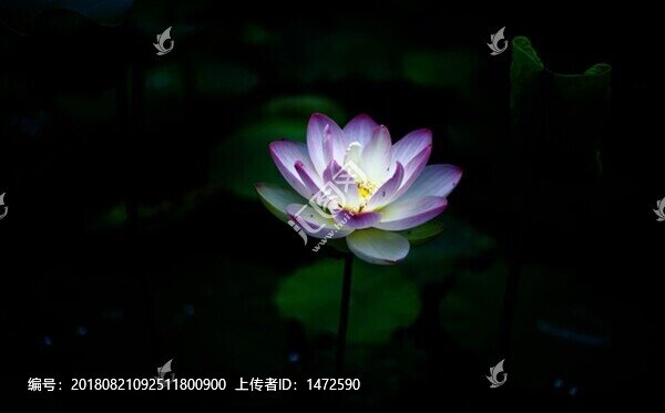 藍蓮花