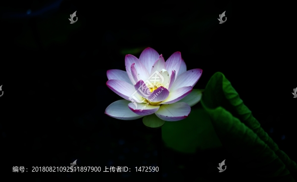 藍蓮花