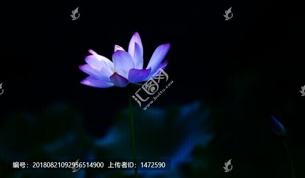 藍(lán)蓮花