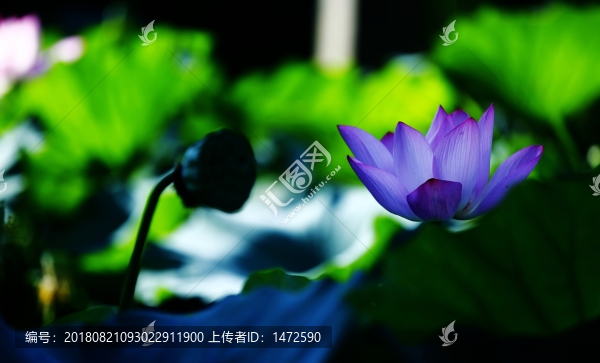 藍蓮花