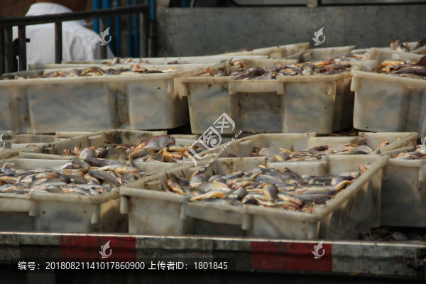 石浦漁港碼頭捕撈魚類