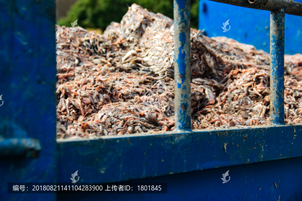 石浦漁港碼頭捕撈魚類