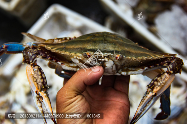 石浦漁港碼頭捕撈魚類