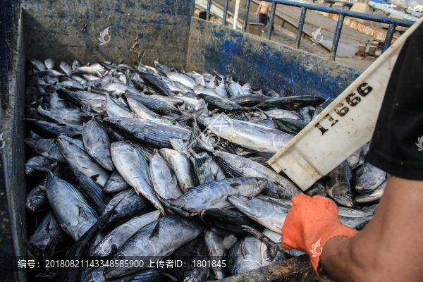 石浦漁港碼頭捕撈魚類