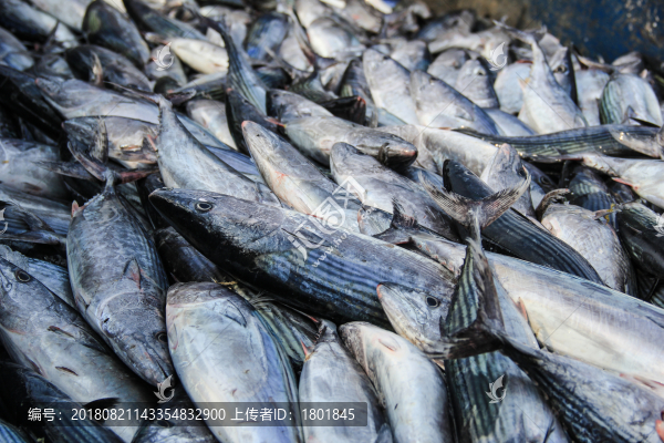 石浦漁港碼頭捕撈魚類