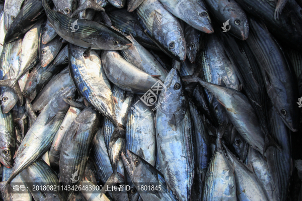 石浦漁港碼頭捕撈魚類