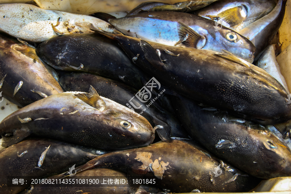 石浦漁港碼頭捕撈魚類