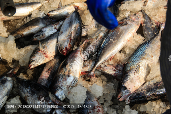 石浦漁港碼頭捕撈魚類