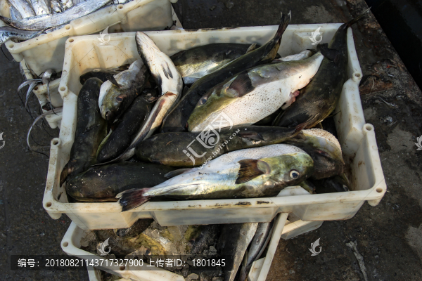 石浦漁港碼頭捕撈魚(yú)類(lèi)