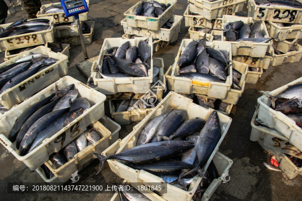 石浦漁港碼頭捕撈魚類