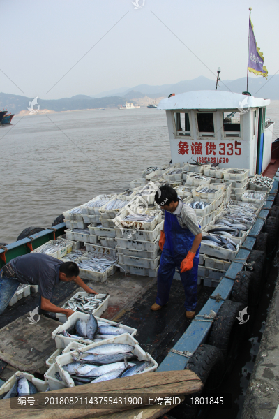 石浦漁港碼頭捕撈魚類